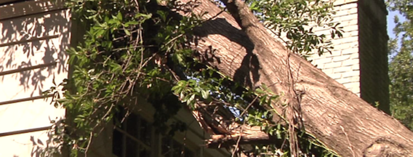 A tree on a home after a thunderstorm in Tyler.