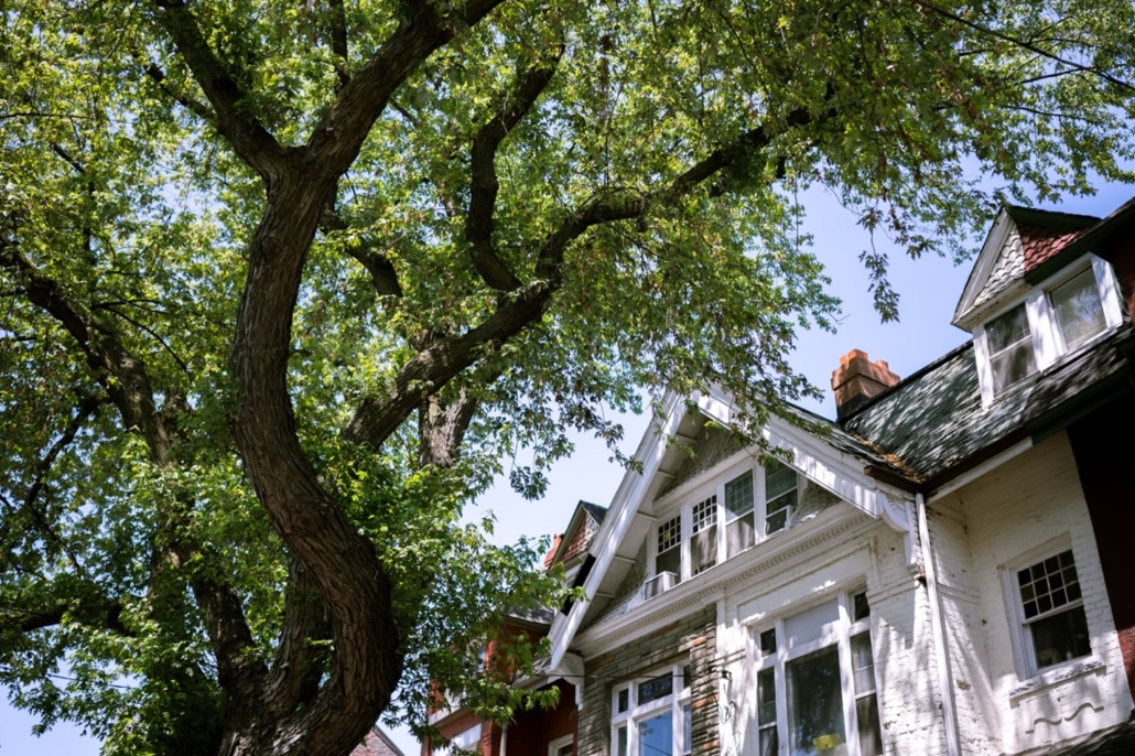 A large tree looming close to a multi-story home. The tree was probably planted too close to the home and could easily fall through its roof in a bad storm.